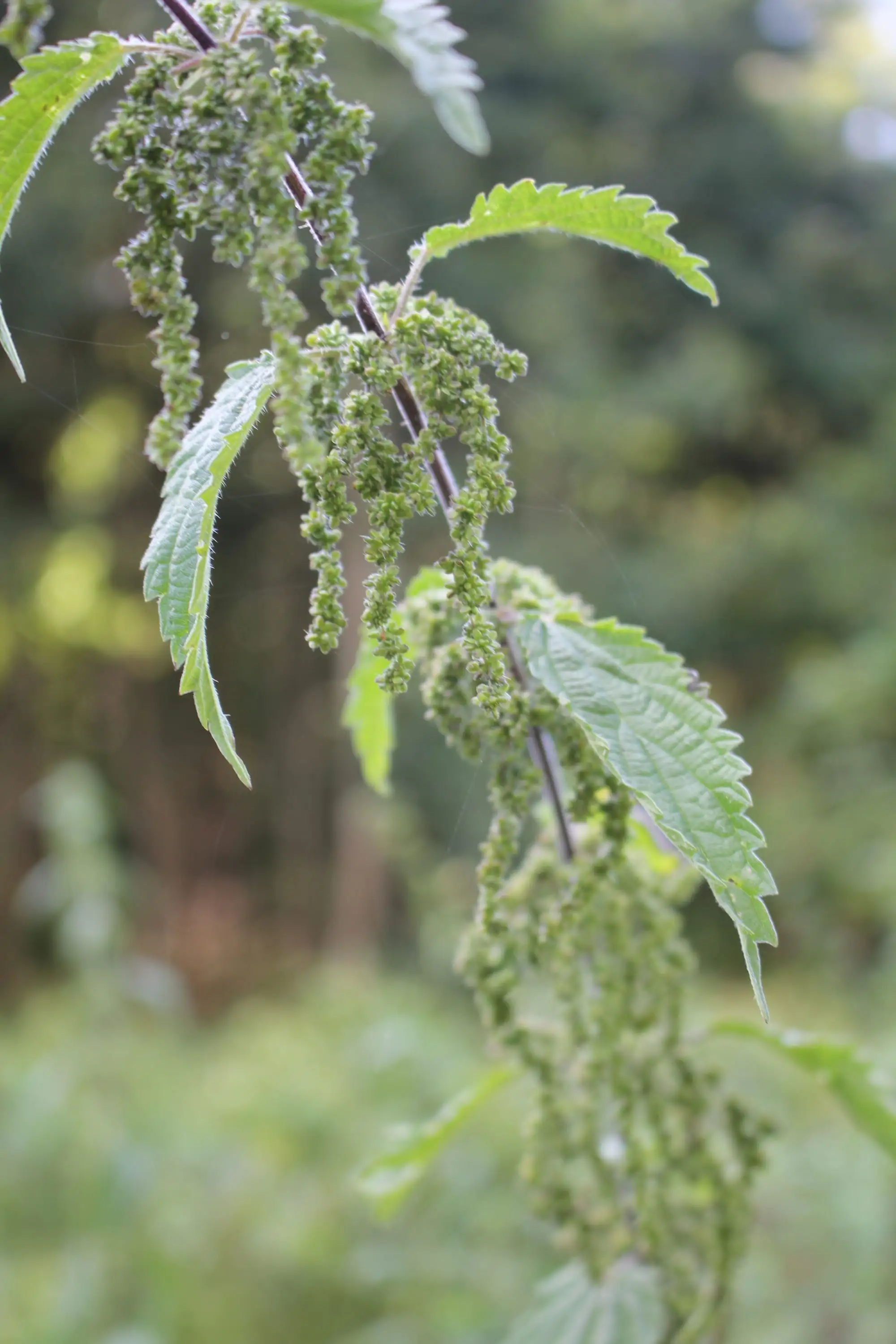 Billede fra NETTLE FIBRE