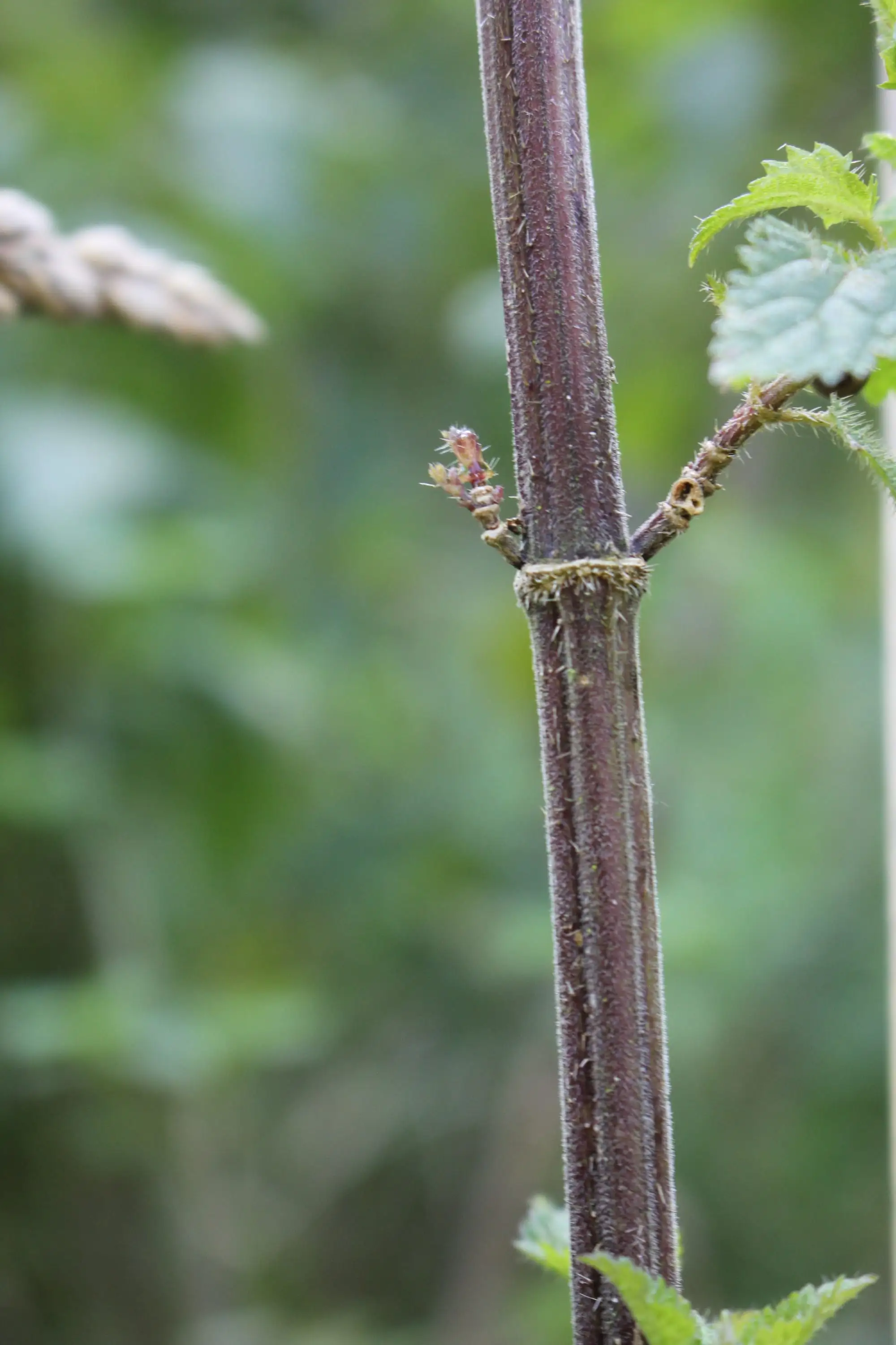 Billede fra NETTLE FIBRE