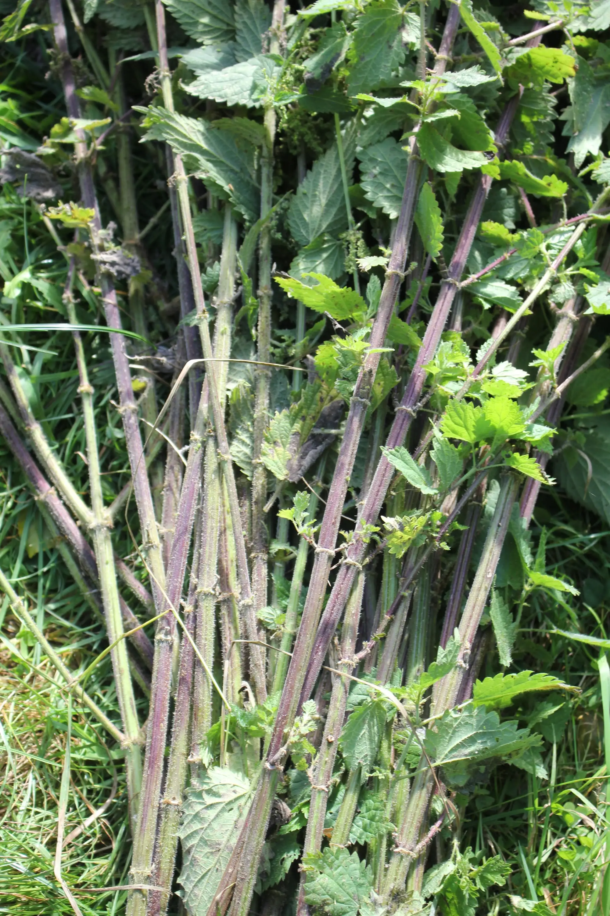 Billede fra NETTLE FIBRE