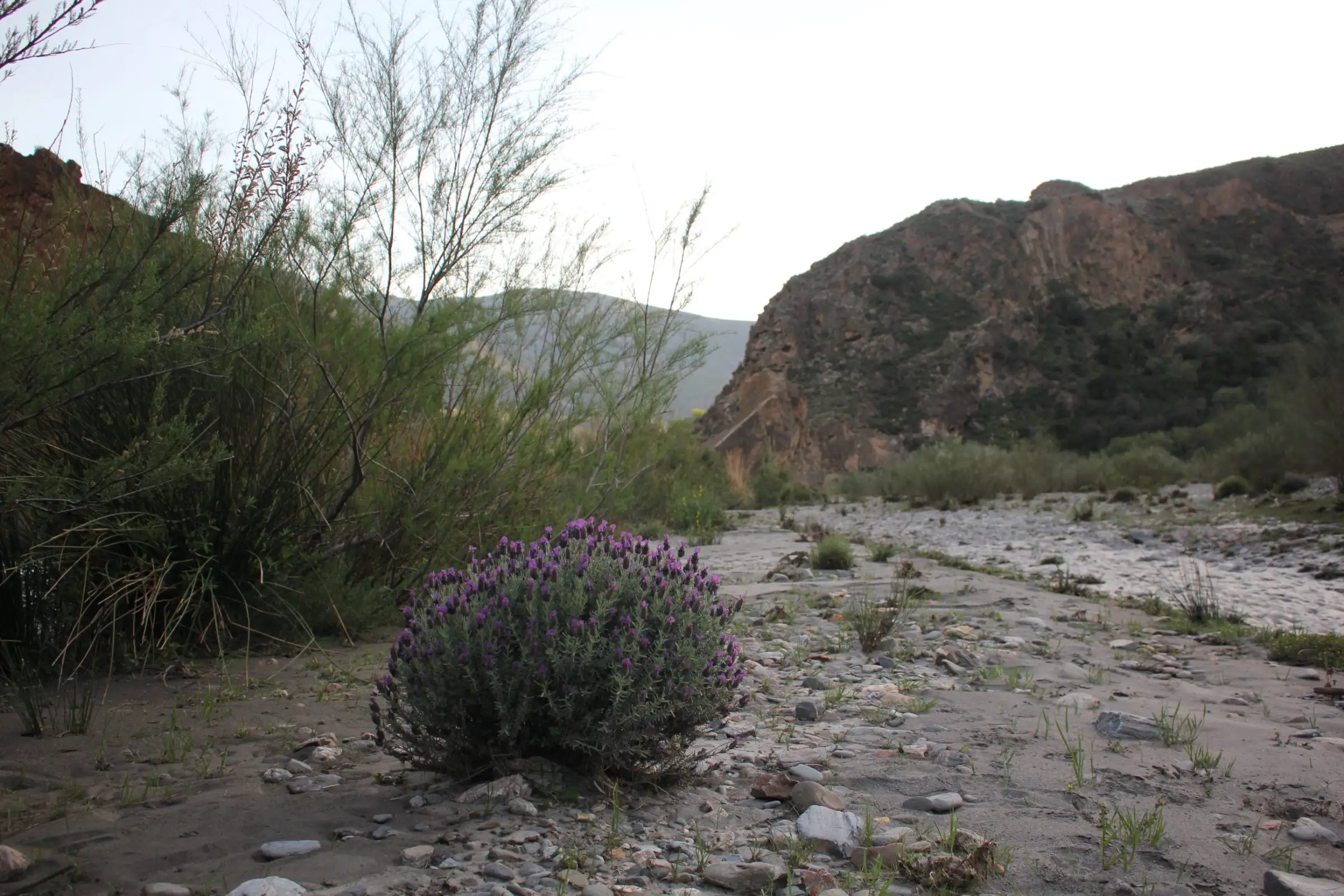 Wild lavender in the riverbed, endless magic