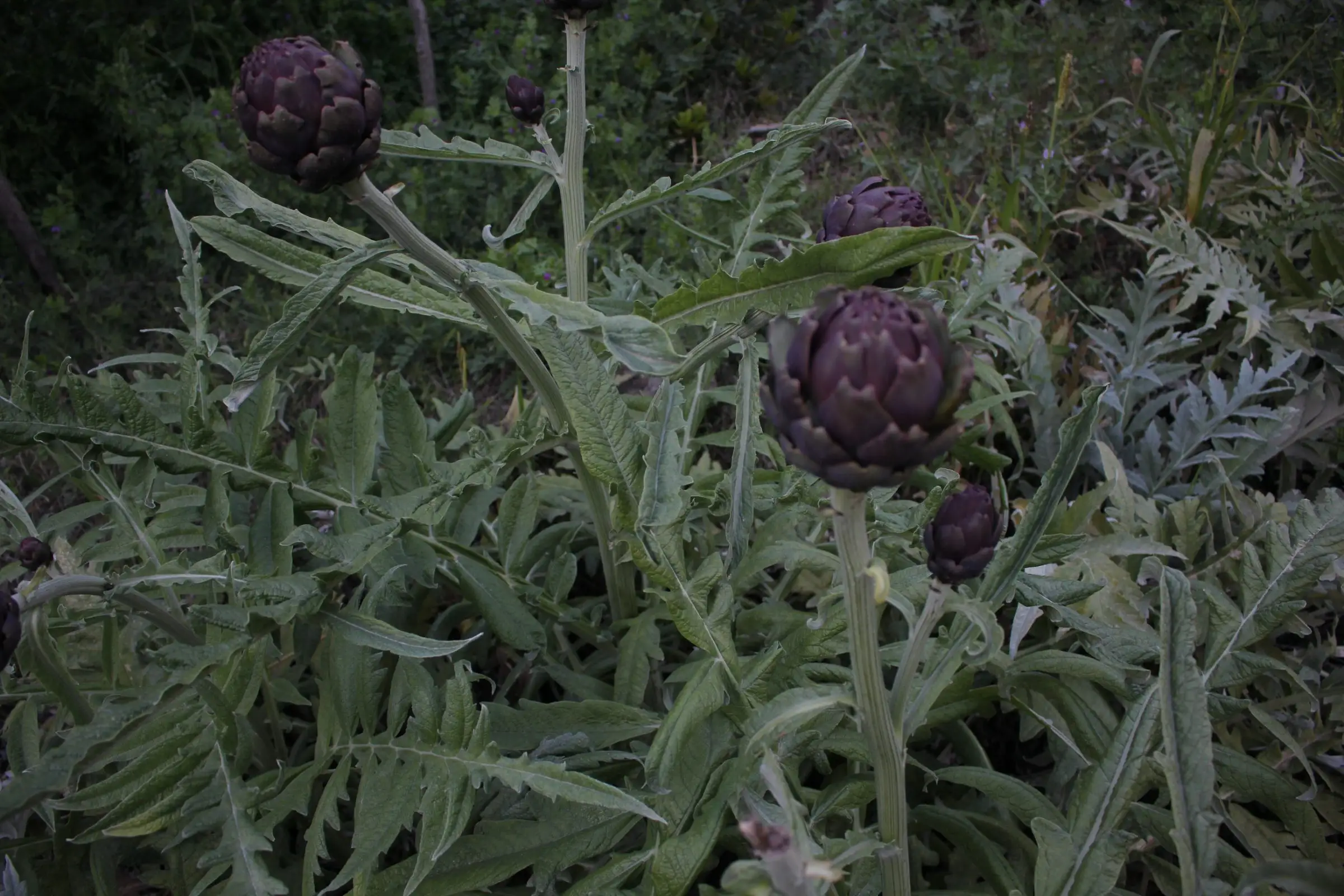 Artichoke in the garden