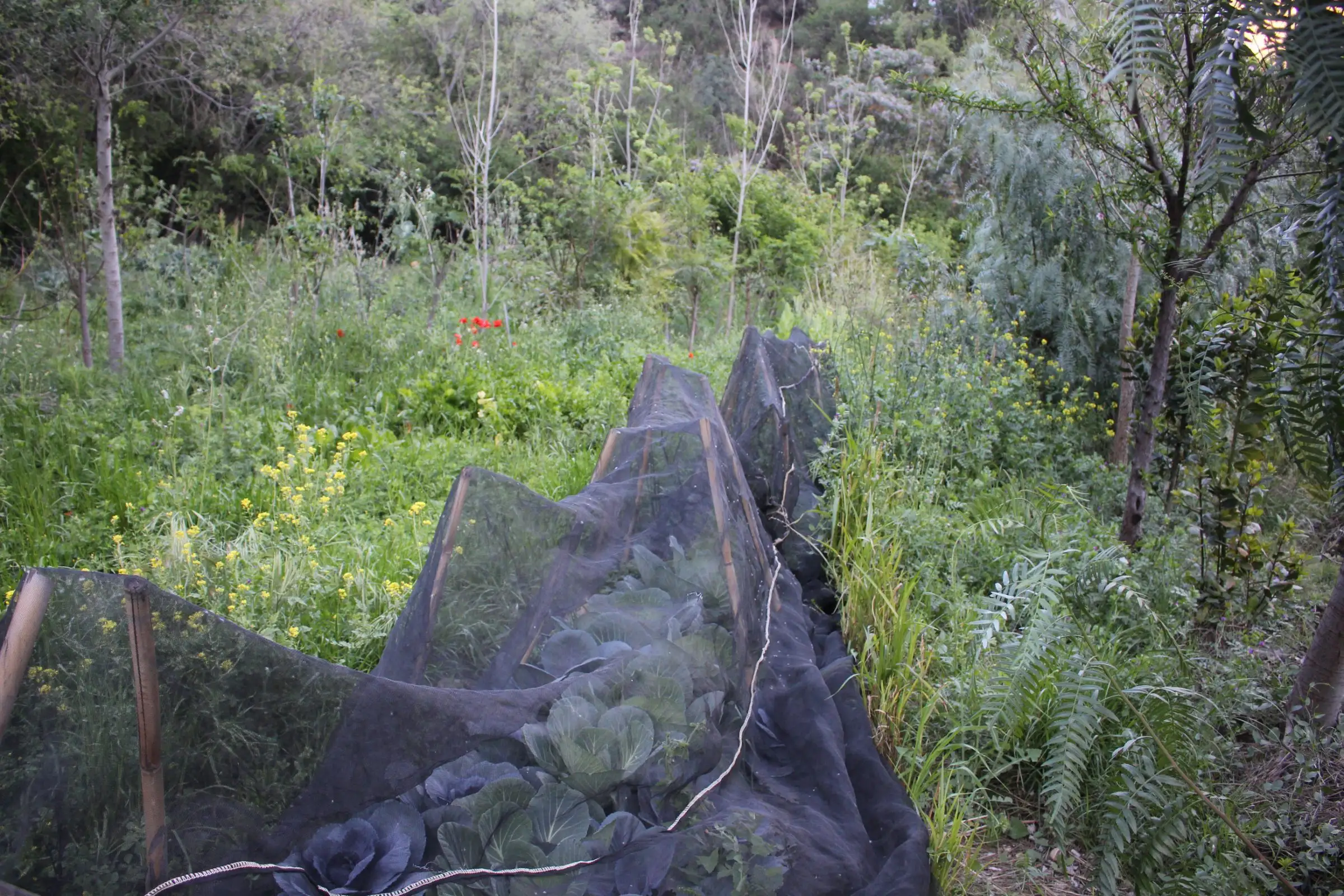 Syntropic Agroforestry