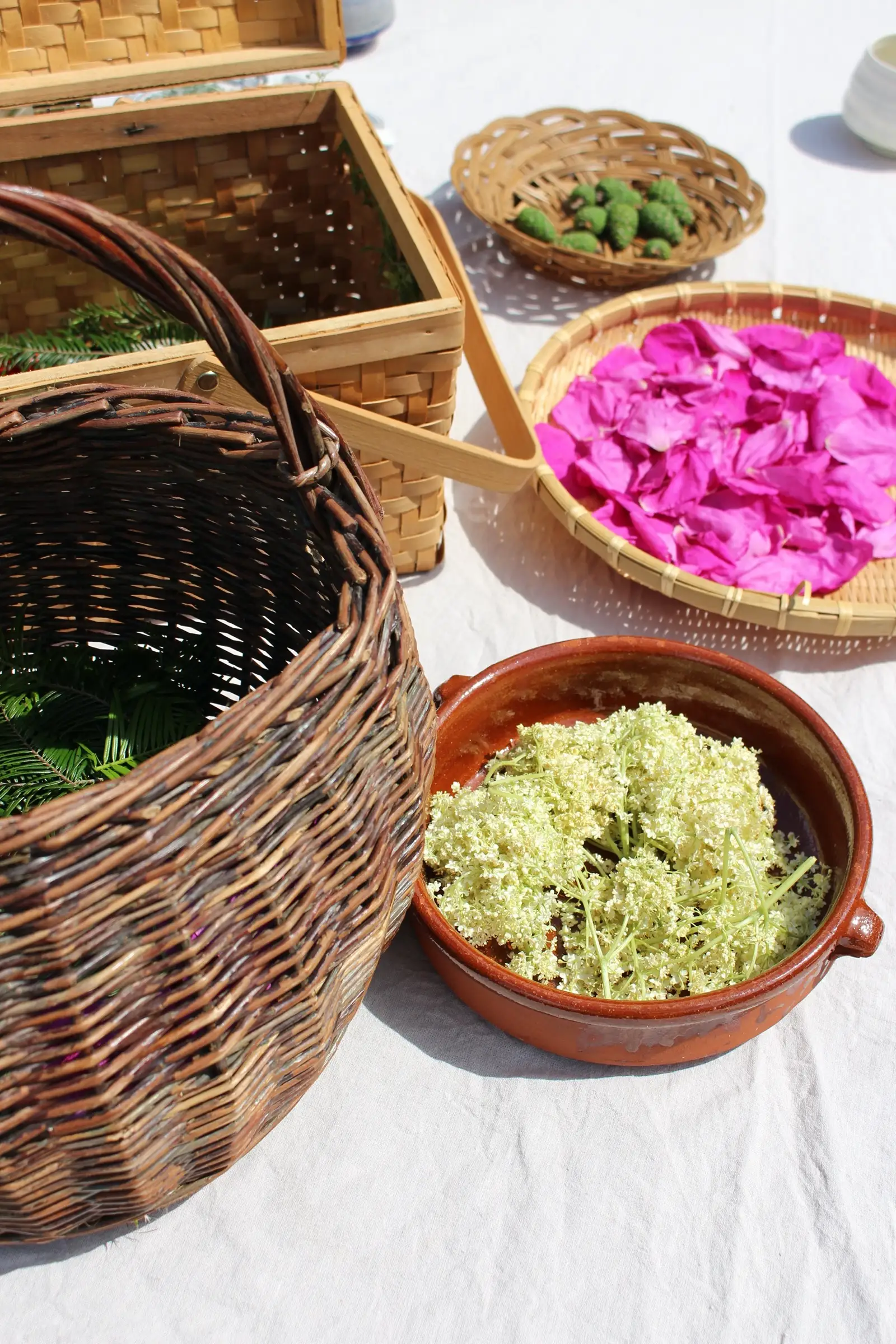 Billede fra WILD FERMENTS