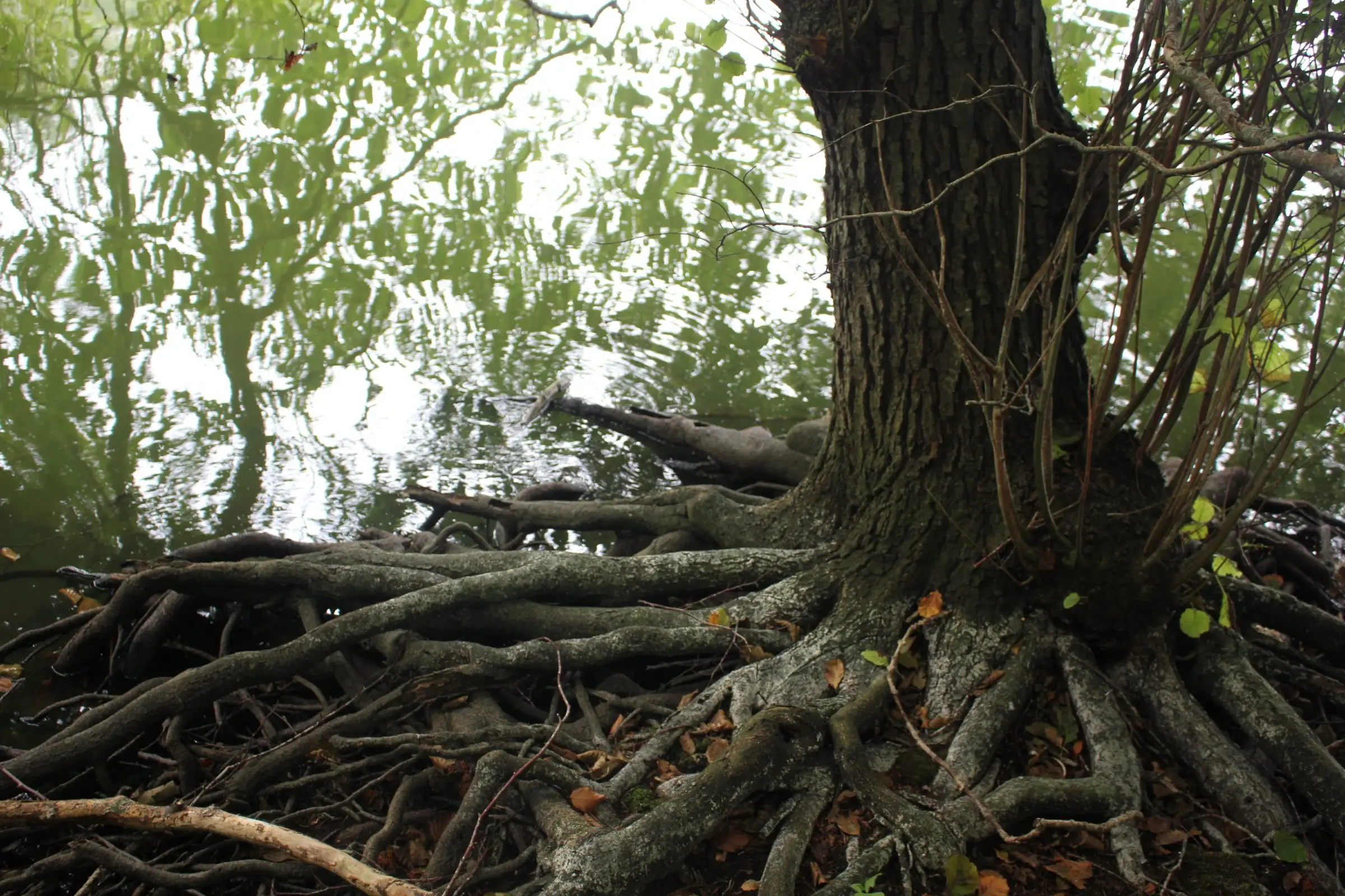Billede fra EARTH WEAVERS GATHERING